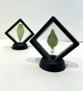 Jon Davidson- Leaves in Frame